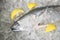 Fresh fish with lemon in the market - Raw fish seafood on ice background top view , Longtail tuna , Eastern little tuna fish