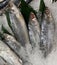 fresh fish milkfish or Chanos chanos or Chanidae or Cretaceous or tautonym or awa or ava or bangus or bandeng or bolu