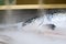 Fresh fish on the shelves of the hypermarket, cooled by cold steam. Selective focus