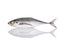 Fresh fish (torpedo scad). Studio shot isolated on white