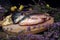 Fresh fish on a wooden cutting Board among Heather branches, cranberries and quince fruits, close-up, bokeh-the concept of healthy