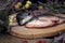 Fresh fish on a wooden cutting Board among Heather branches and quince fruit, close - up-the concept of healthy and proper