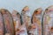 Fresh fishes Red mullets Mullus barbatus