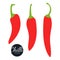 Fresh flat pepper chilli isolated