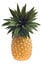 Fresh Florida pineapple isolated on white
