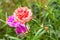 fresh flower beautiful colorful portulaca oleracea in morning