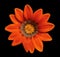 Fresh flower Gazania with pollen. Background