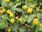 Fresh flowering para cress plant, Spilanthes oleracea