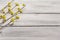 Fresh flowering sprigs of dogwood on wooden boards background. Springtime mood concept, card template, wallpaper, backdrop