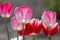 Fresh flowering tulips in springtime garden, beautiful early tulipa gesneriana flowers in bloom, various colors, flowers bunch