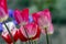 Fresh flowering tulips in springtime garden, beautiful early tulipa gesneriana flowers in bloom, various colors, flowers bunch