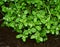 Fresh flowering watercress growing along a stream bank