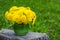 Fresh flowers dandelions in small green vase against spring grass