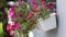 Fresh flowers in hanging flower pot. Violets on the windowsill. Gardening hobby