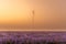 Fresh flowers of lavender in summer time , detailed closeup in lavender field