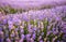 Fresh flowers of lavender in summer time , detailed closeup in lavender field