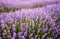 Fresh flowers of lavender in summer time , detailed closeup in lavender field