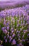 Fresh flowers of lavender in summer time , detailed closeup in lavender field