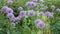 Fresh flowers purple decorative green onion Allium in the wind on a blurred background