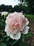 Fresh fluffy pink peony Top Brass