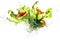 Fresh flying salad vegetables in drops and falling splashes of clean water. Generative ai