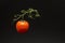 fresh flying tomatoes on a branch in the air. tomatoes in a tin bucket.  vegetarian food. fresh vegetables on a dark background.