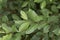 Fresh foliage of  Salix caprea shrub