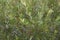 Fresh foliage of  Salix caprea shrub