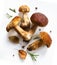 Fresh forest mushroom; Italian cooking recipes background