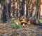 Fresh forest mushrooms Suillus luteus on the edge of the forest