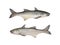 Fresh fourfinger threadfin or Indian salmon fish isolated on white background.