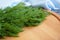 Fresh fragrant dill on a wooden Board.