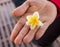 Fresh Frangipani flower on hand holding