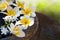 Fresh Frangipani flowers floating on the jar