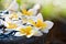 Fresh Frangipani flowers floating on the jar