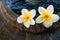 Fresh Frangipani flowers floating on the jar