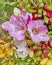 Fresh freesia flowers closeup