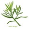 Fresh French Tarragon Herb