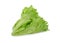 Fresh Frillice Iceberg Lettuce on white background