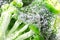 Fresh frozen broccoli closeup