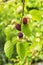 Fresh fruit black mulberry with leaves, red ripe and red unripe mulberries on the branch of tree