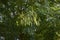 Fresh fruit of Styphnolobium japonicum tree