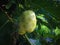 Fresh Fruit On The Tree Of Morinda Citrifolia Or Great Morinda Or Indian Mulberry Plant tree