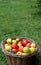Fresh fruits in basket on green grass. Tomatoes, pears and zucchinis.