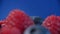 Fresh fruits - blueberry, raspberry. beautifully lined with raspberries and blueberries