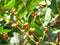 fresh fruits on a shrub in summer