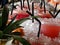 Fresh fruity cold drinks, displayed at a table full of ice, aloe verra plants and fruit
