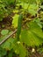 Fresh Galka Healthi Food And Organic From Indian Farms selective focus on subject background blur