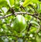 Fresh garcinia (madan) fruit on the tree, The tropical Thai herb