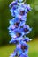 Fresh garden delphinium flower with shining drops of water after the rain, vertical